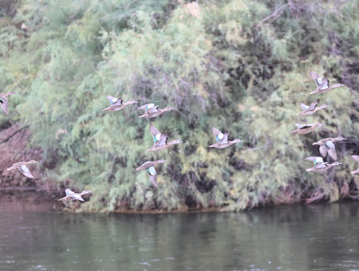 Blue-winged/Cinnamon Teal - ML643238855