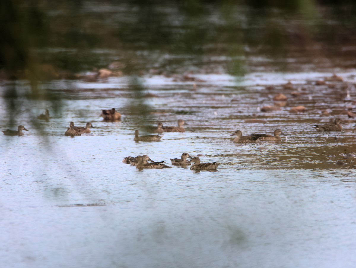 Blue-winged/Cinnamon Teal - ML643238863