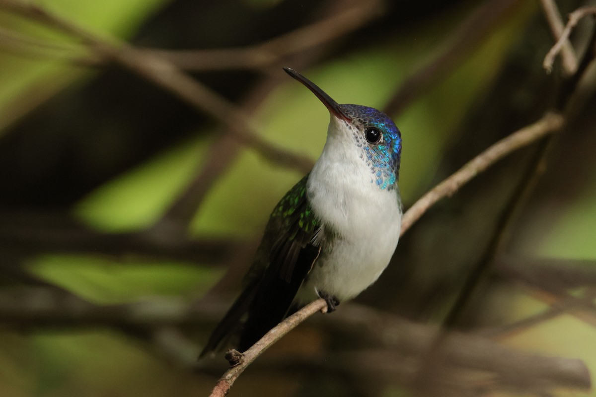 Andean Emerald - ML643238872