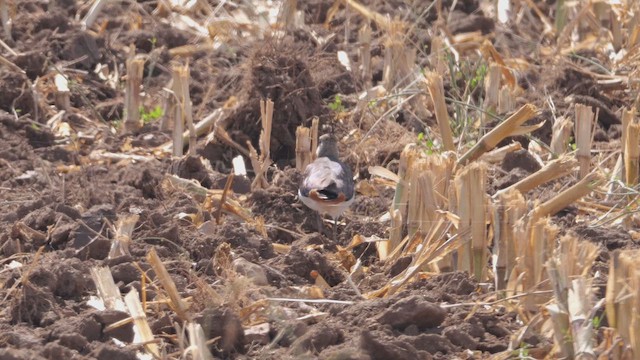 Northern Lapwing - ML643238875