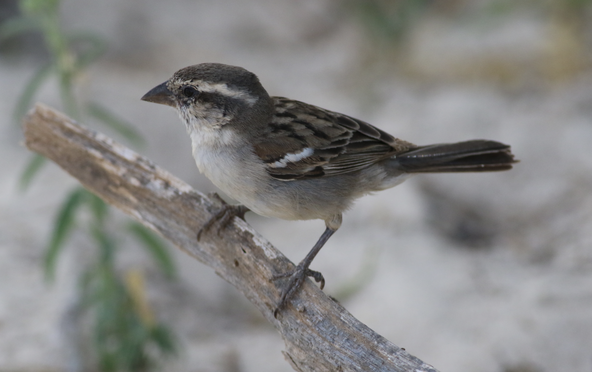 Cape Verde Sparrow - ML643238879