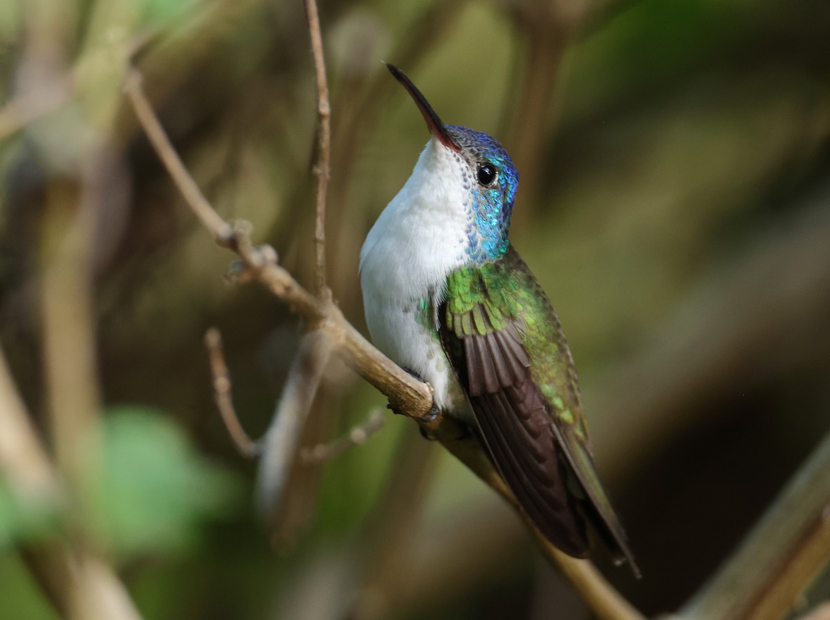 Andean Emerald - ML643238880