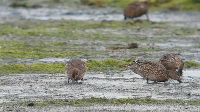 Green-winged Teal (Eurasian) - ML643238884