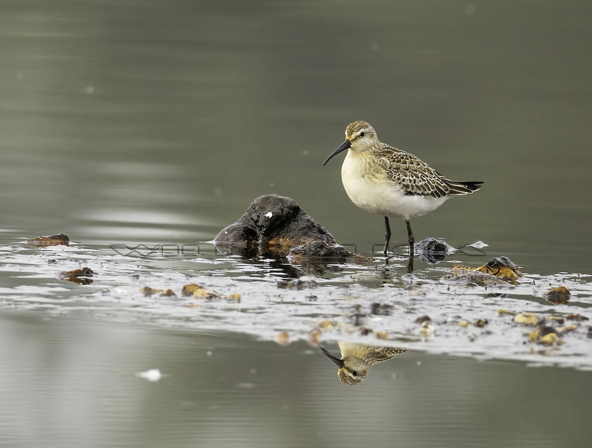 jespák křivozobý - ML643238901