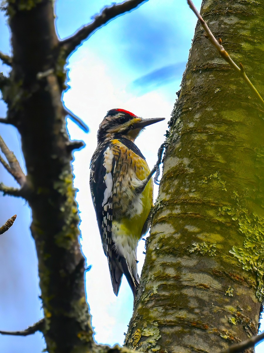 Yellow-bellied Sapsucker - ML643238915