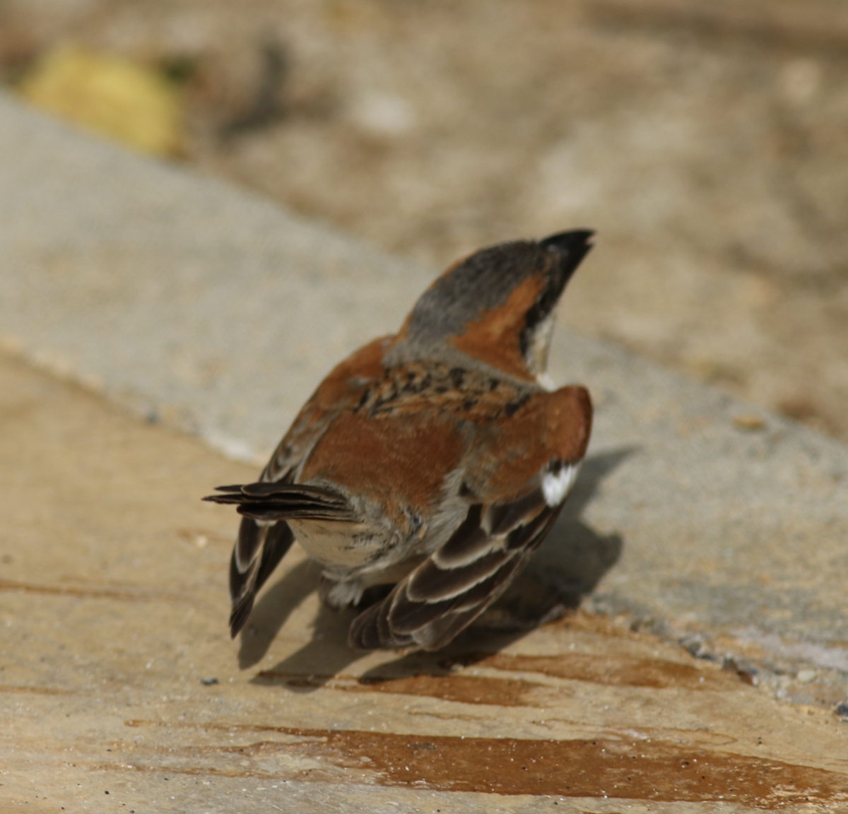 Cape Verde Sparrow - ML643238918