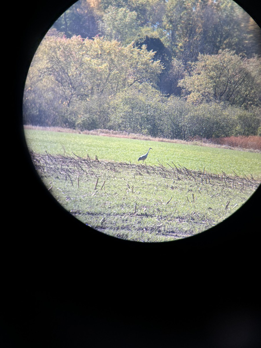 Sandhill Crane - ML643238920
