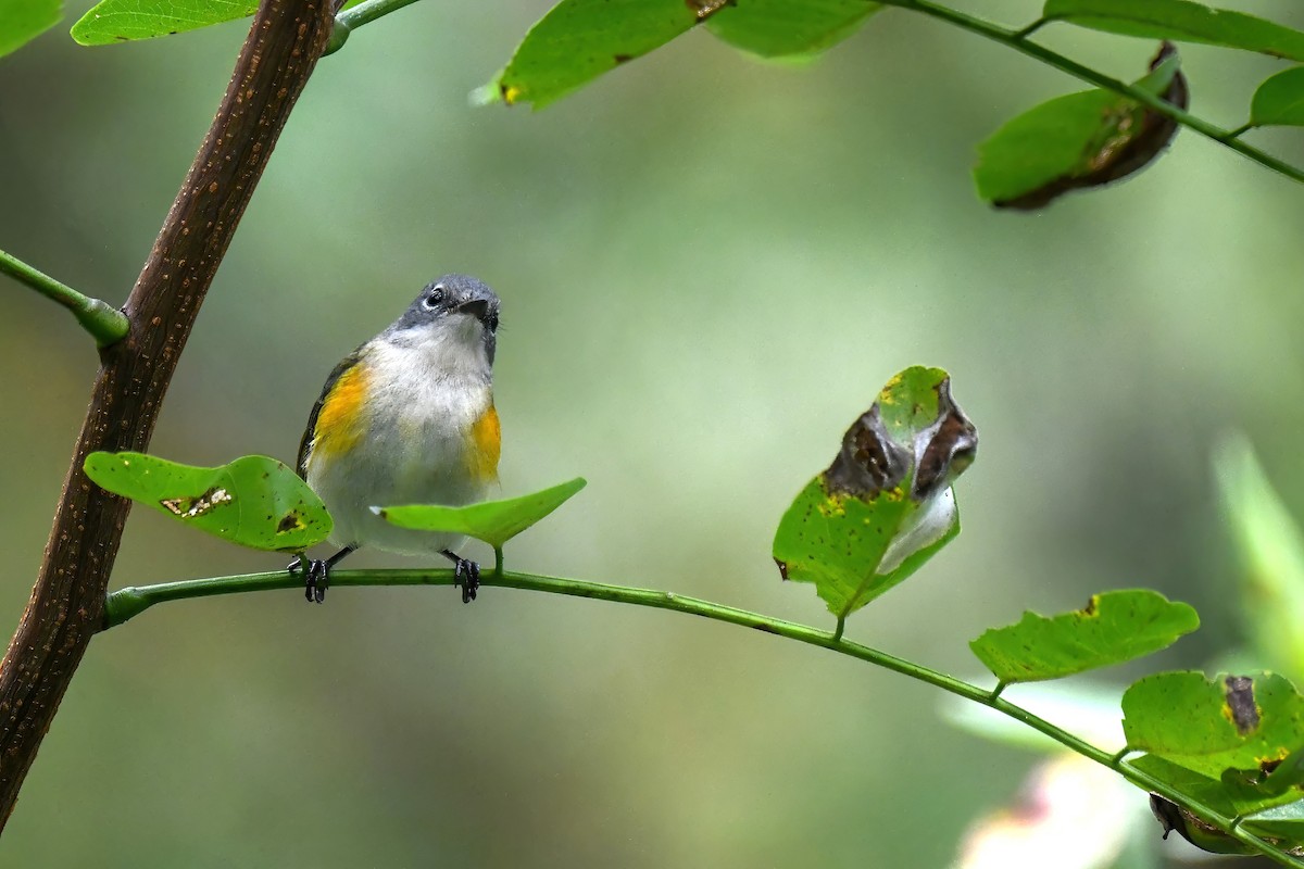 American Redstart - ML643238934