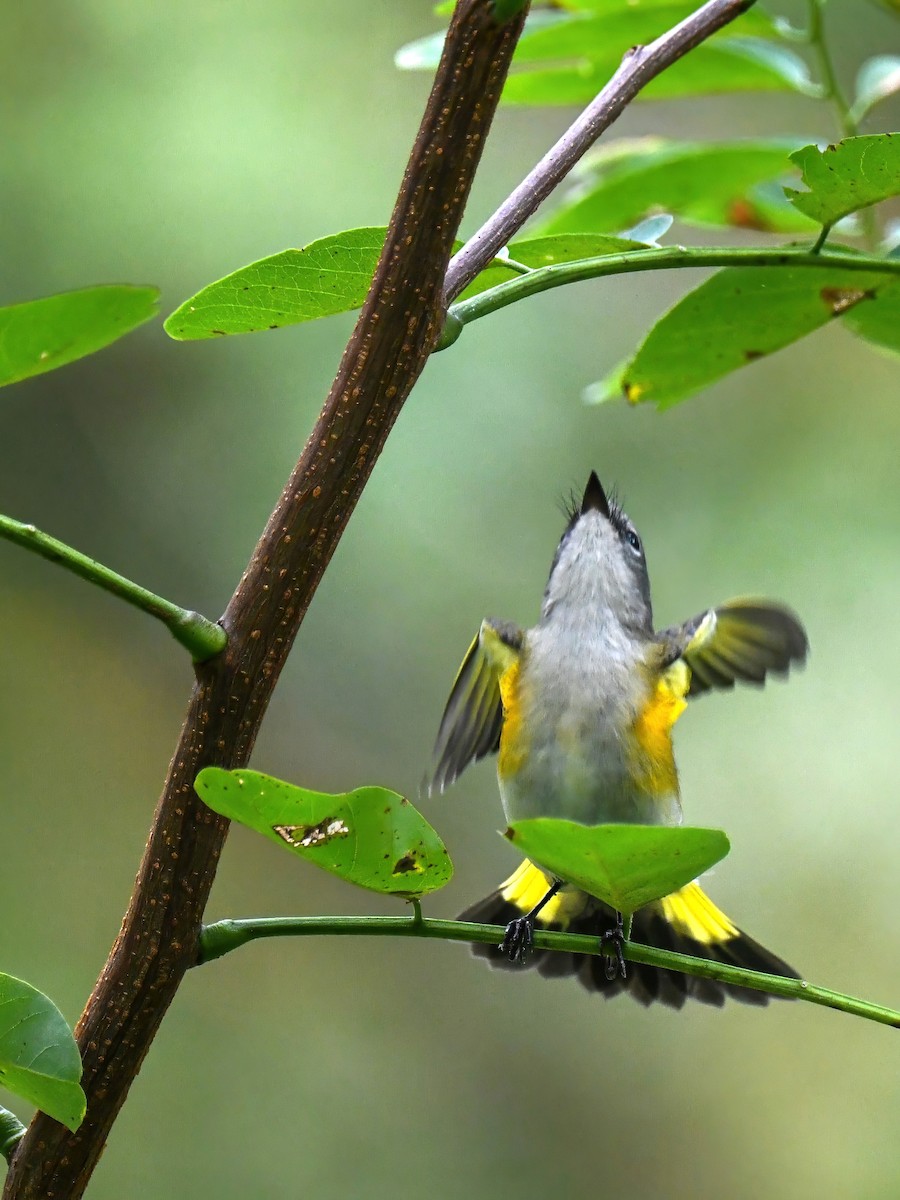 American Redstart - ML643238935