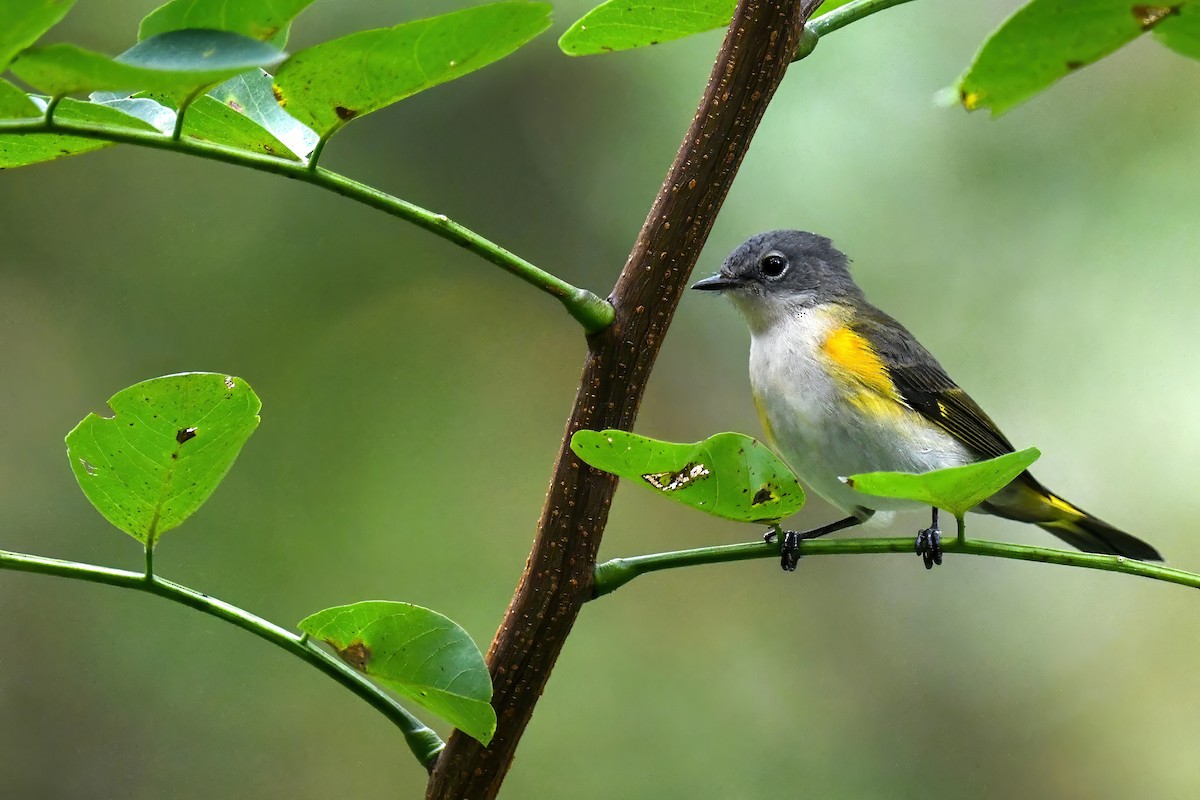 American Redstart - ML643238936
