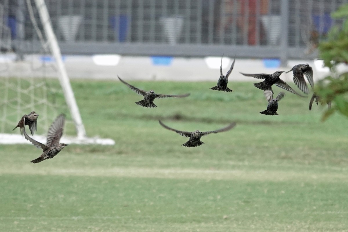European Starling - ML643238948