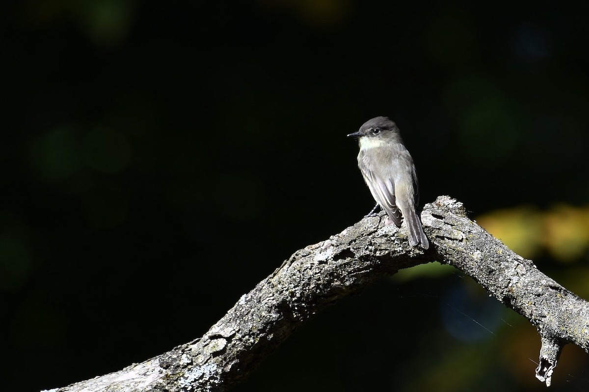 Eastern Phoebe - ML643238981