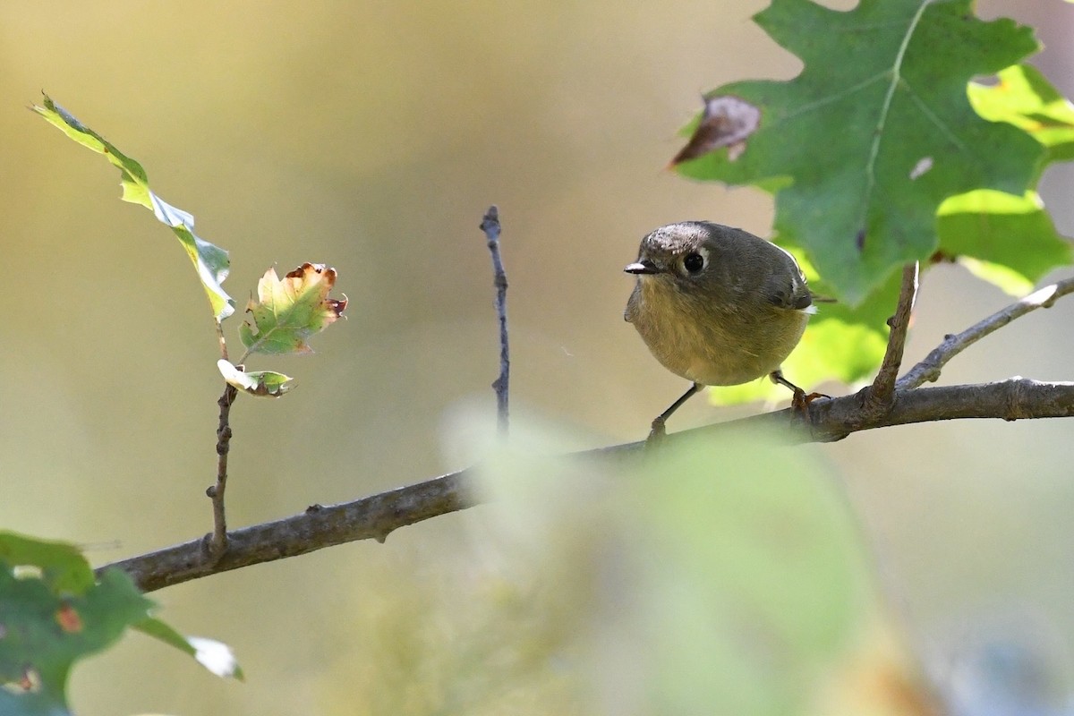 Ruby-crowned Kinglet - ML643238994