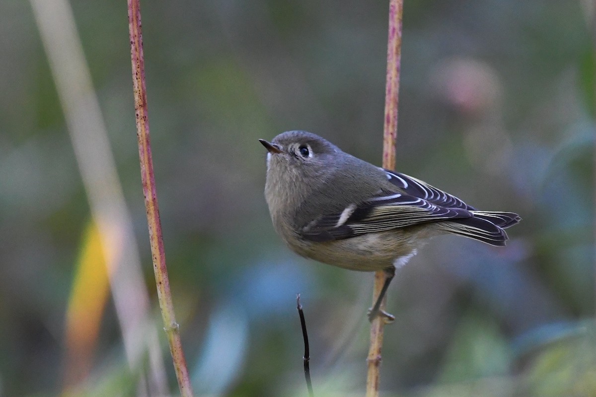Ruby-crowned Kinglet - ML643238995