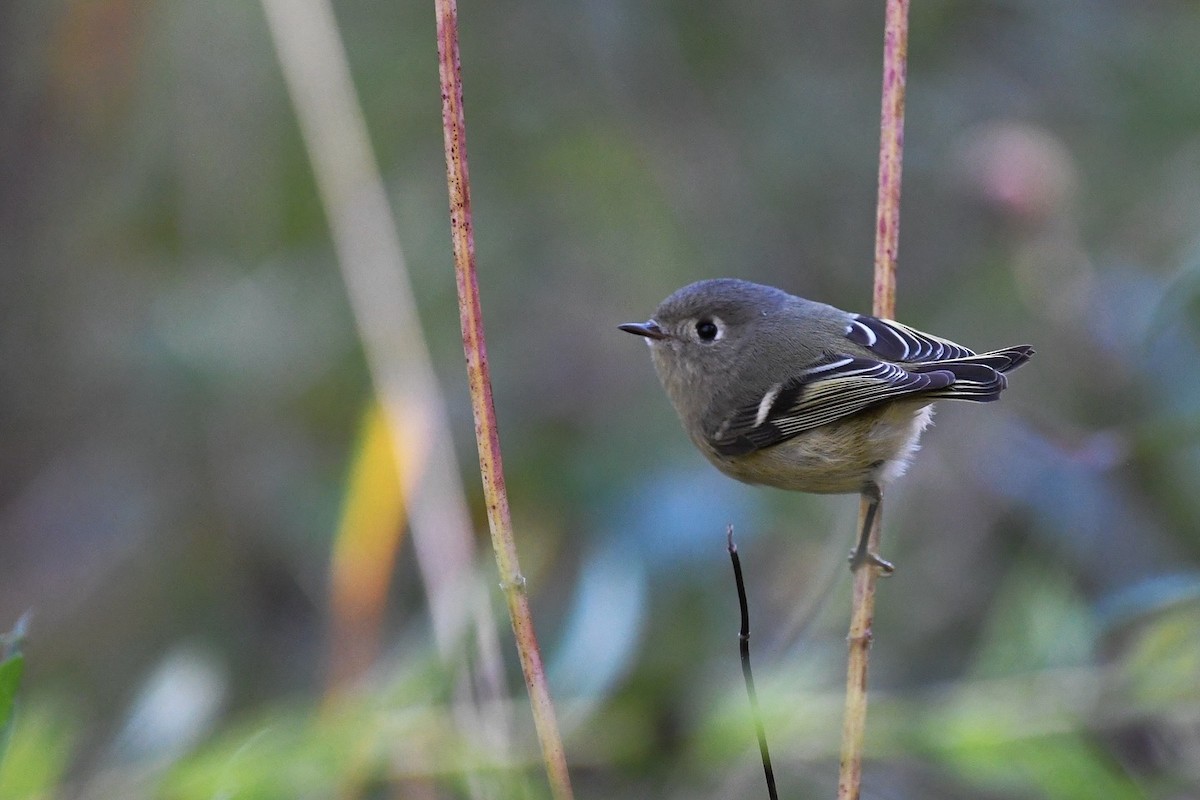 Ruby-crowned Kinglet - ML643238996
