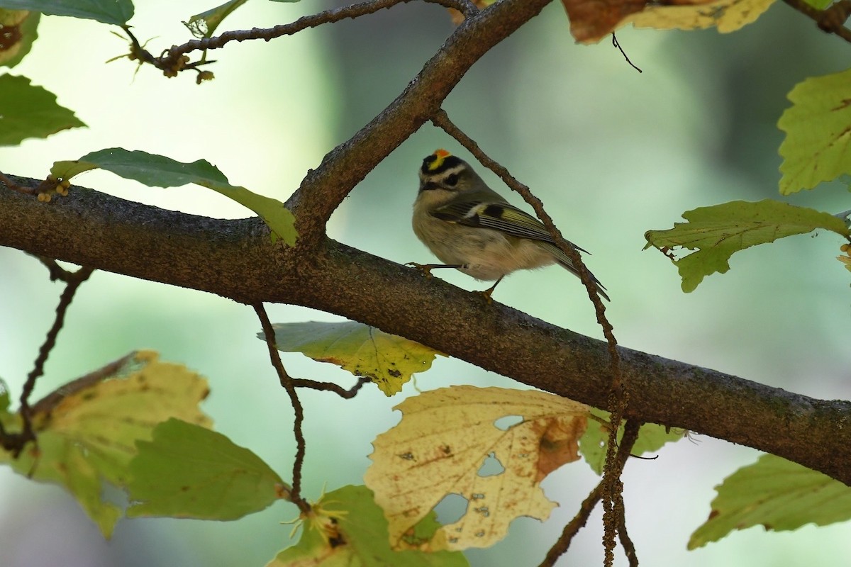 Golden-crowned Kinglet - ML643239003