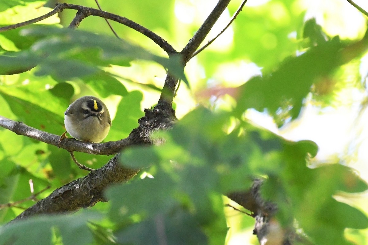 Golden-crowned Kinglet - ML643239004