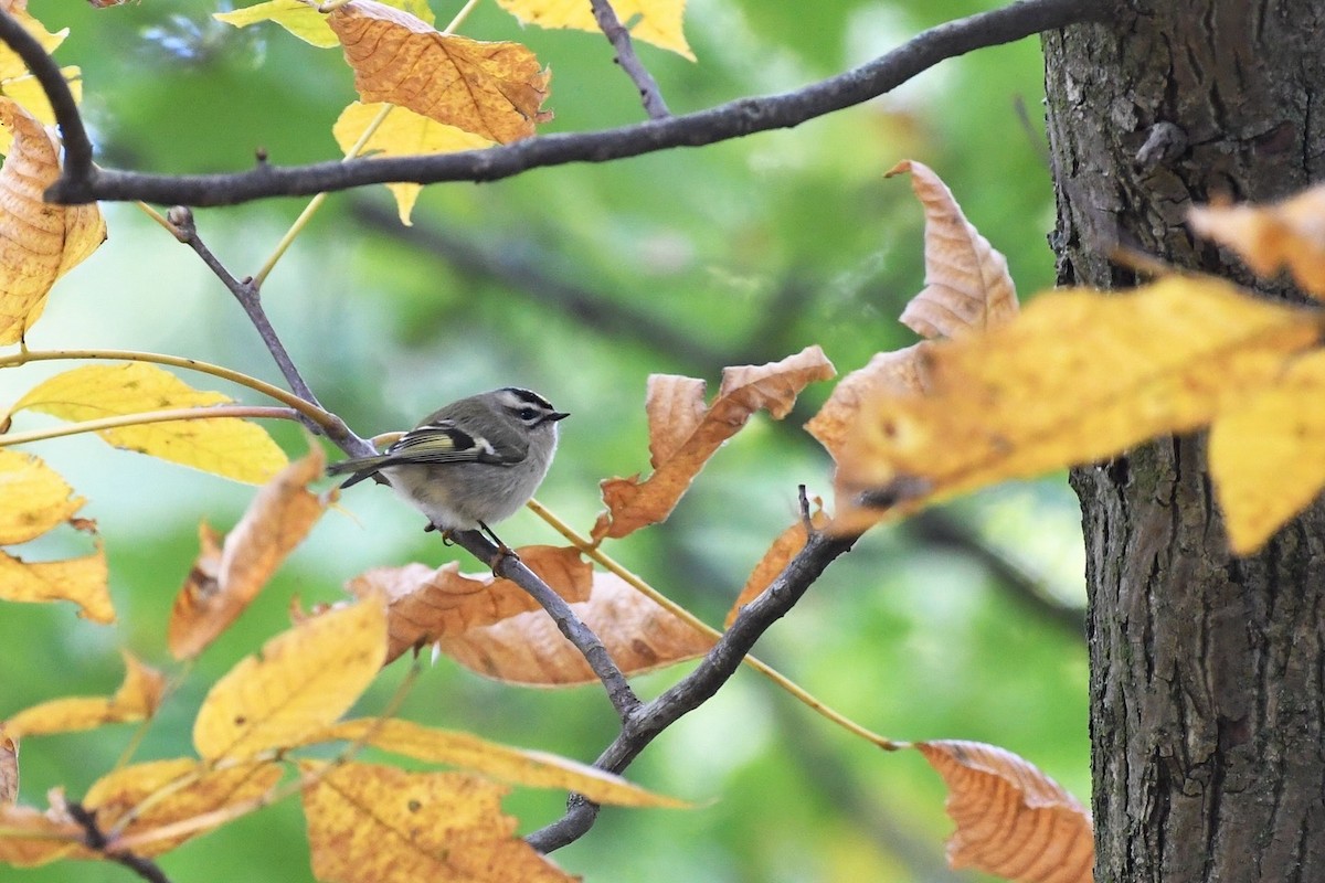 Golden-crowned Kinglet - ML643239005