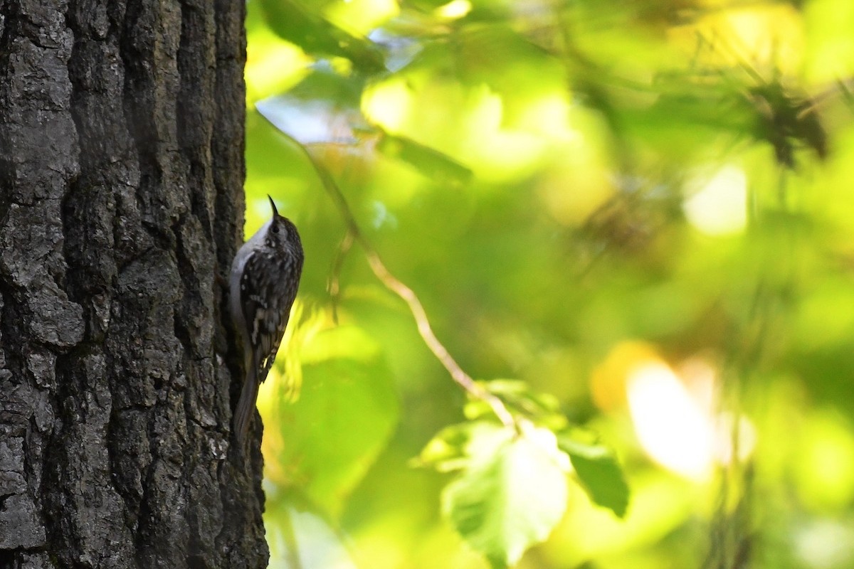 Brown Creeper - ML643239007