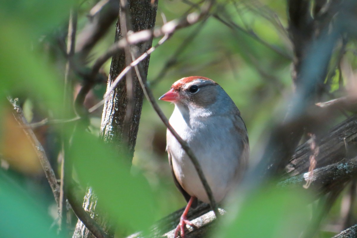 White-crowned Sparrow - ML643239008