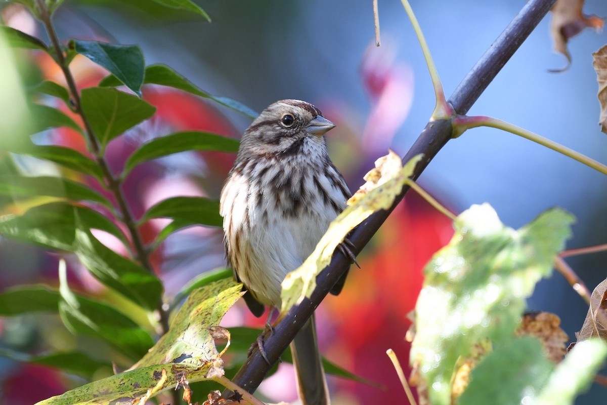 Song Sparrow - ML643239016