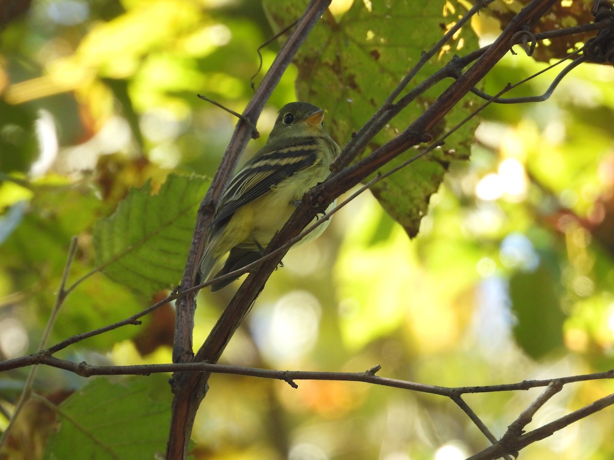 Acadian Flycatcher - ML643239027