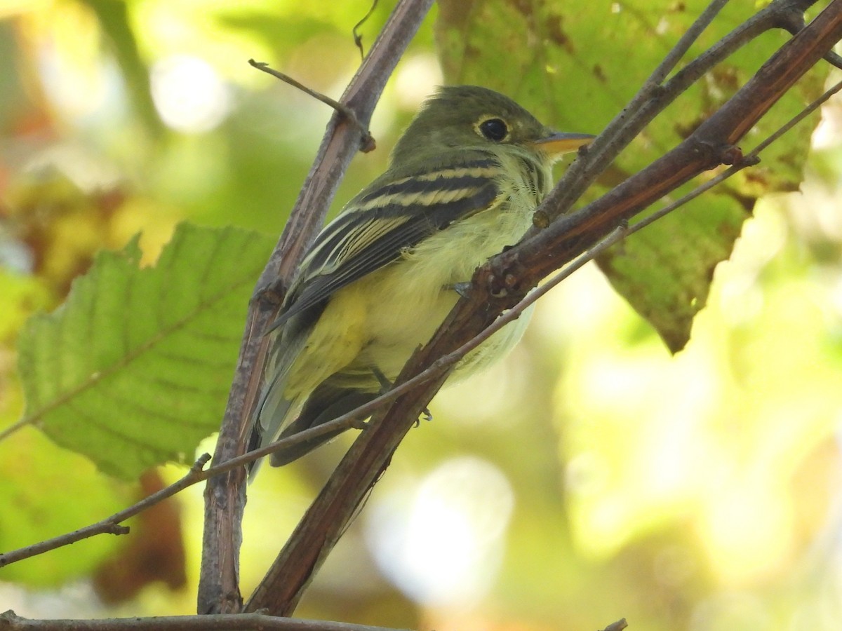 Acadian Flycatcher - ML643239030