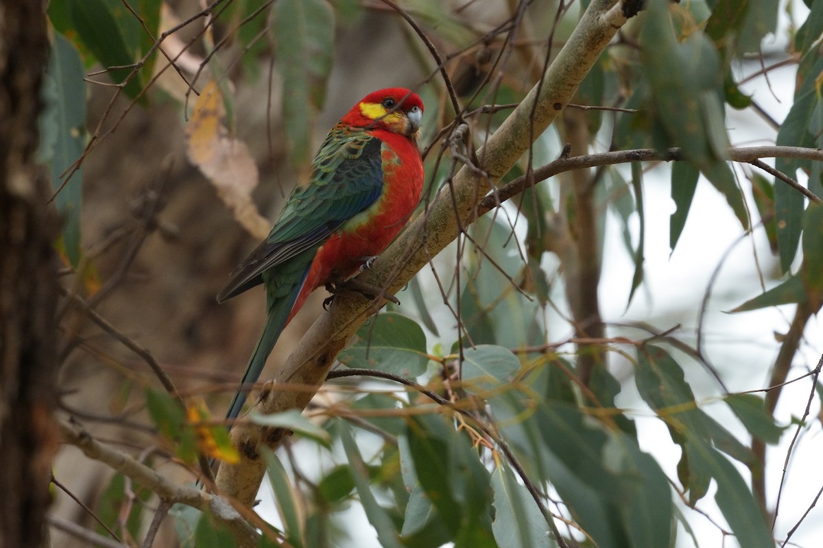 Western Rosella - ML643239038