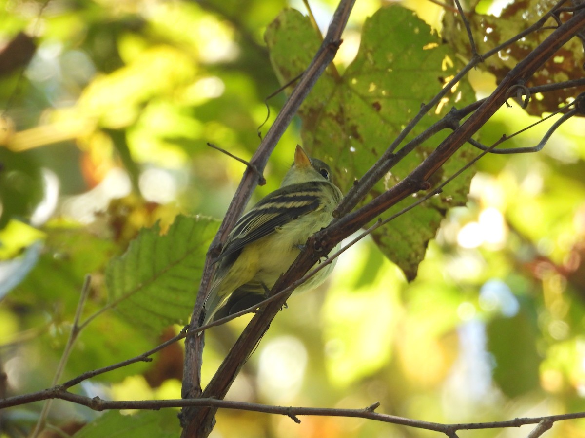 Acadian Flycatcher - ML643239040