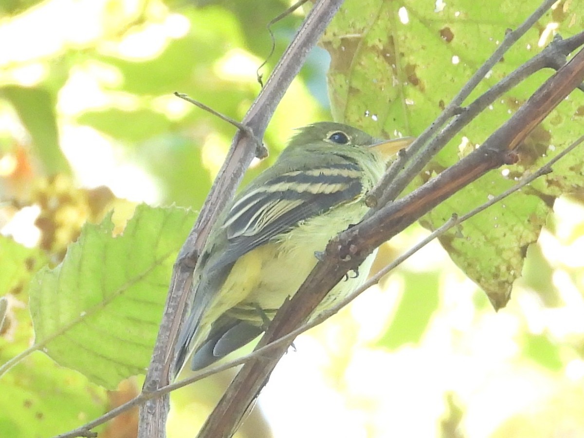 Acadian Flycatcher - ML643239049