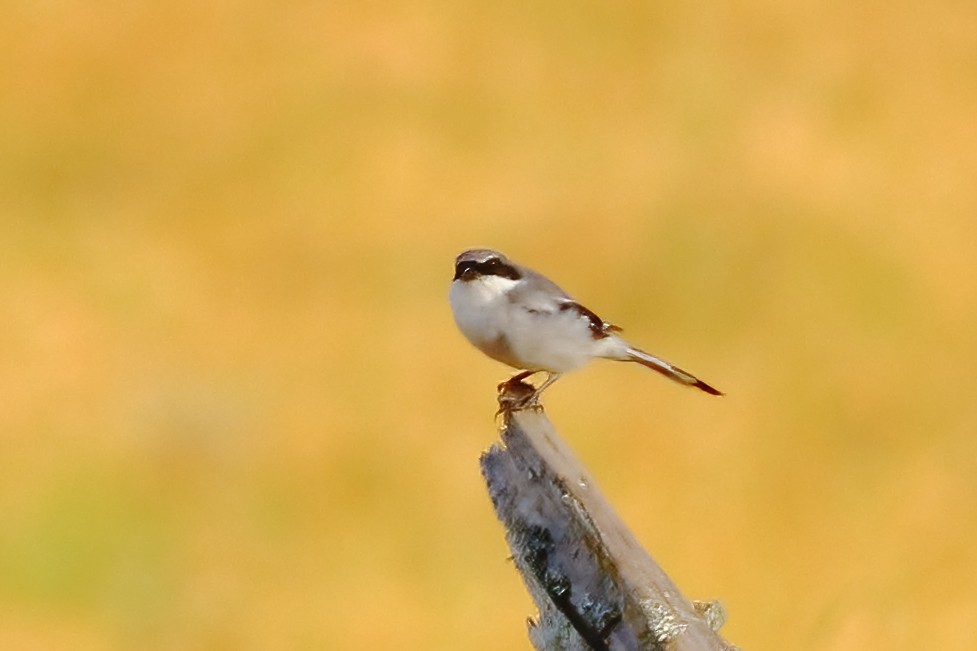 Loggerhead Shrike - ML643239059