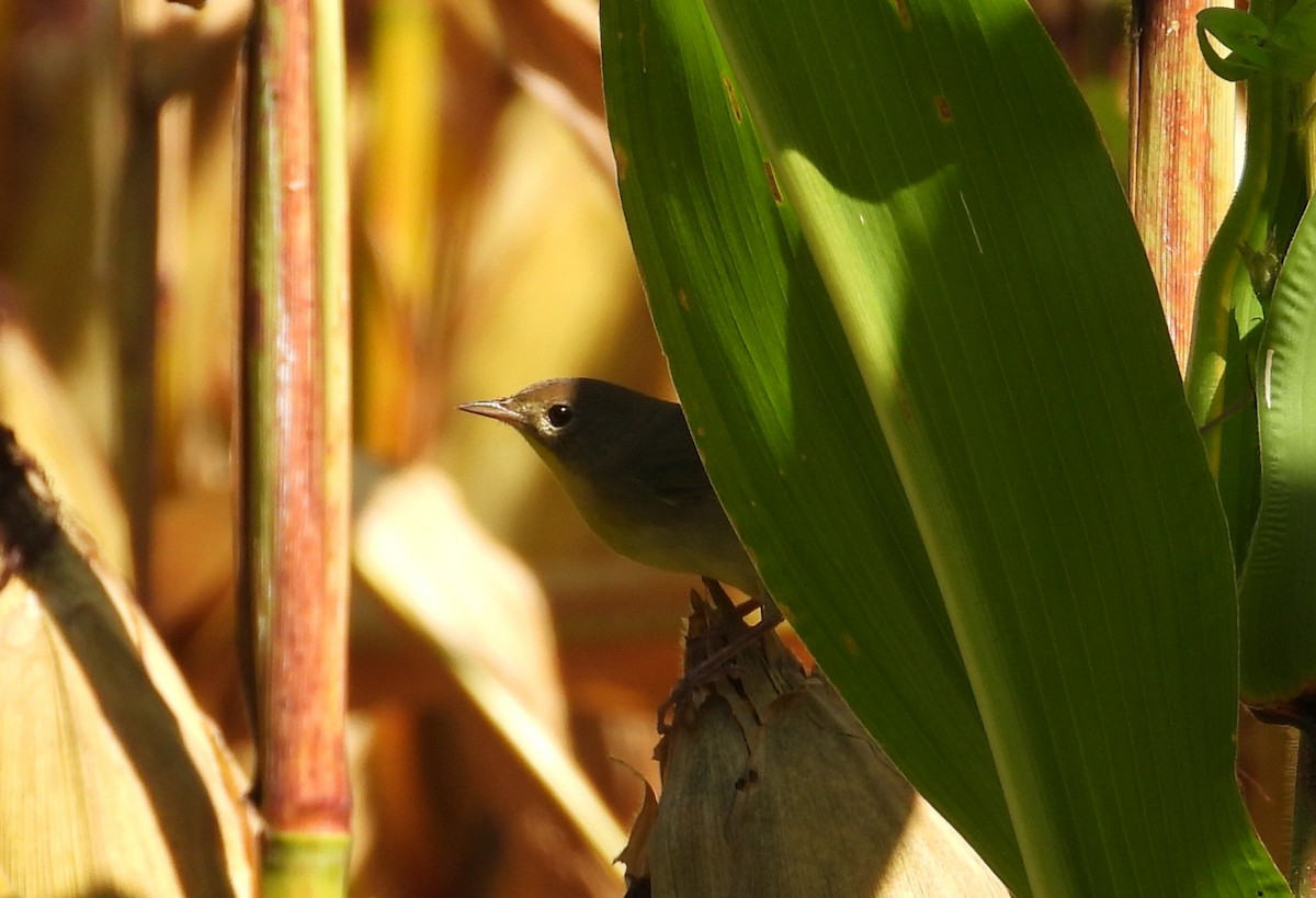 Common Yellowthroat - ML643239062