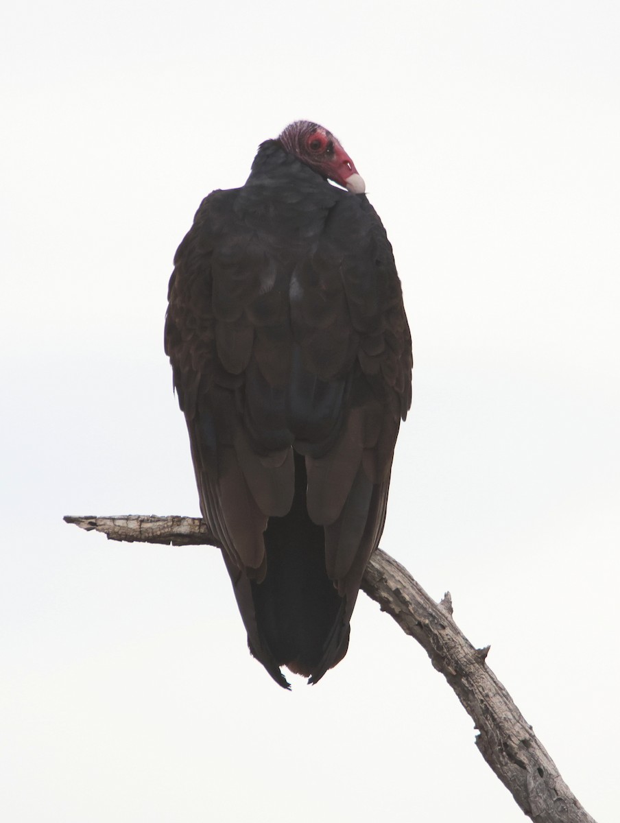 Turkey Vulture - ML643239086
