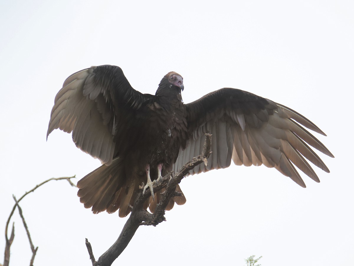 Turkey Vulture - ML643239088