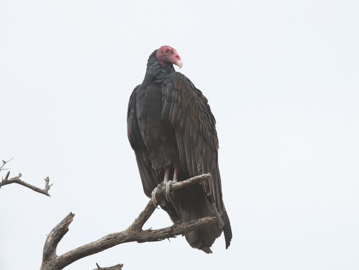 Turkey Vulture - ML643239091