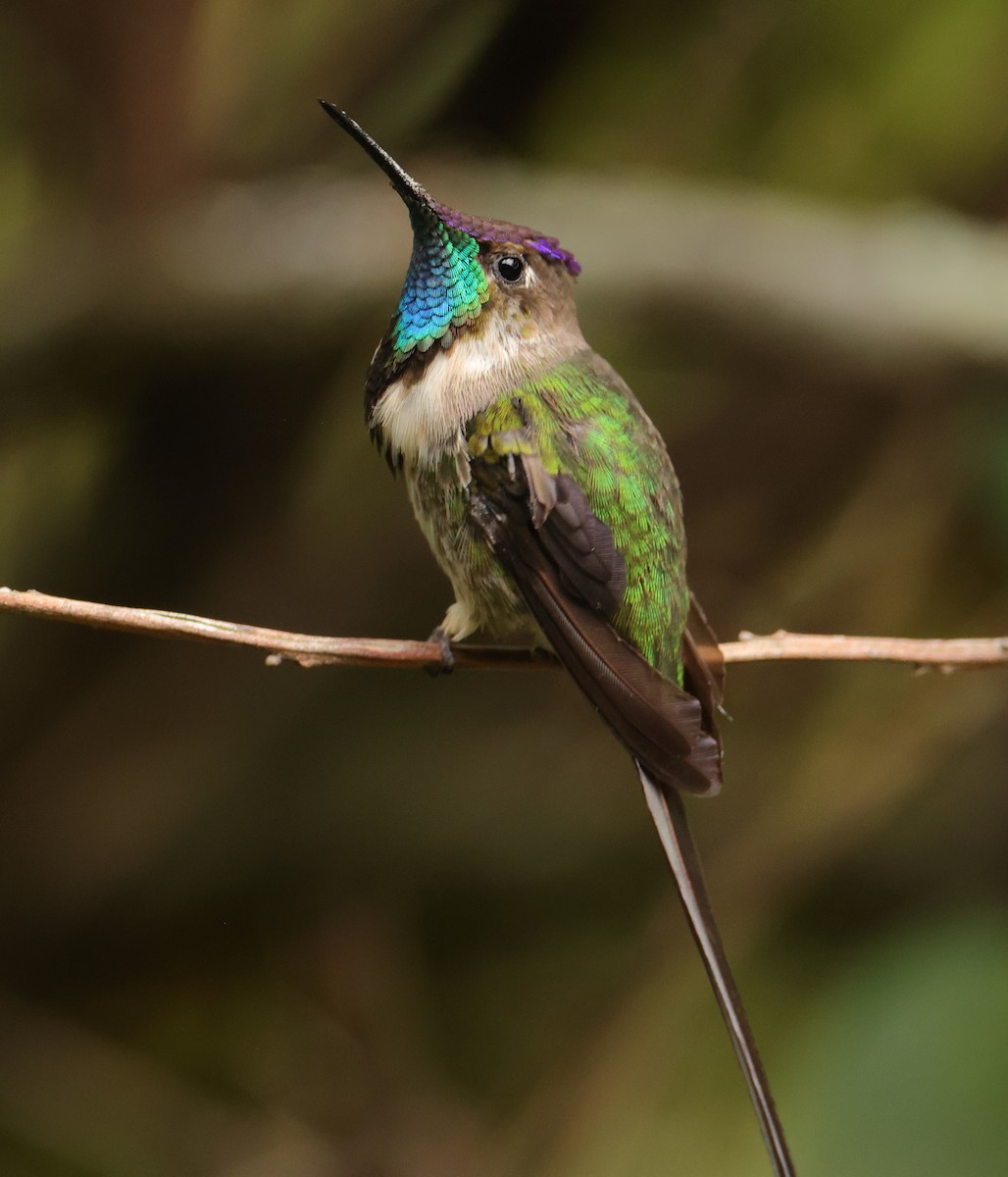 Marvelous Spatuletail - ML643239097