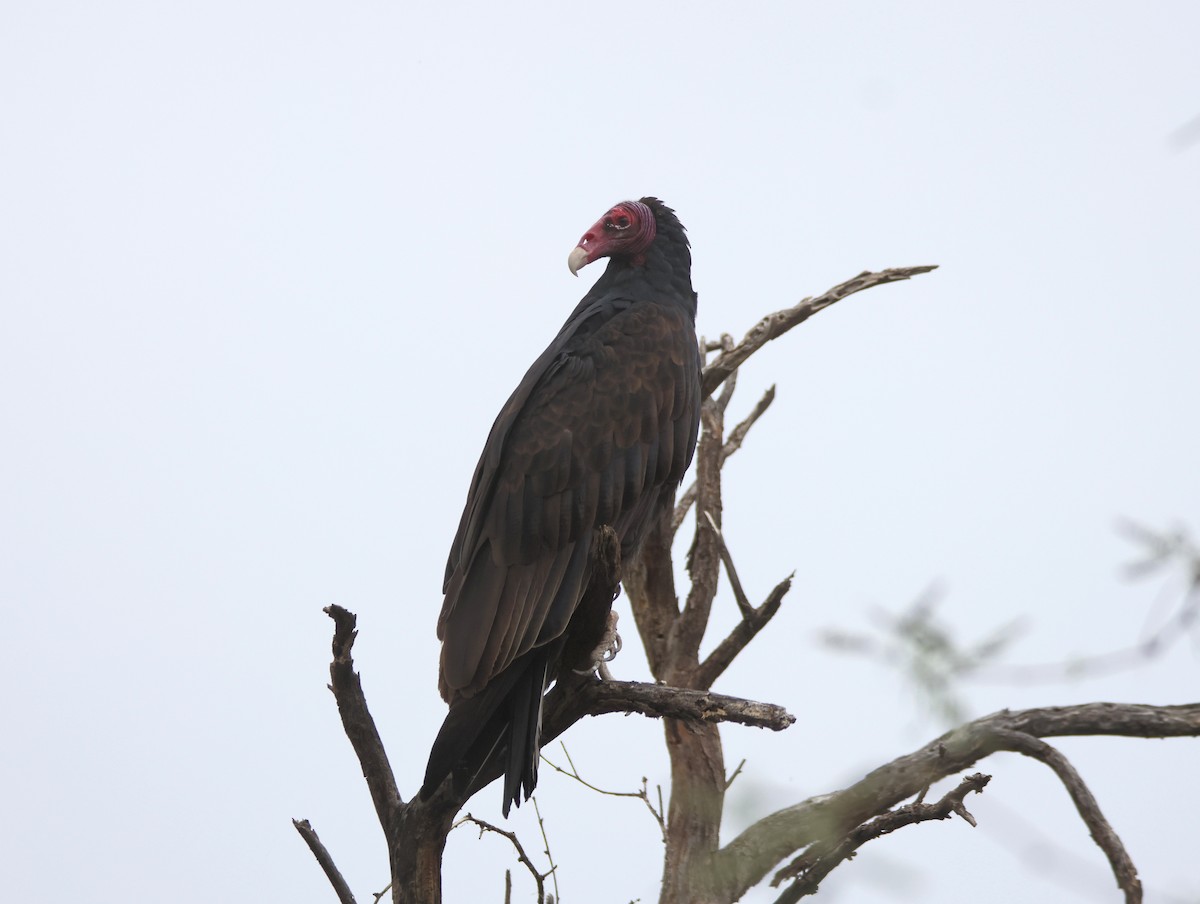 kondor krocanovitý - ML643239104