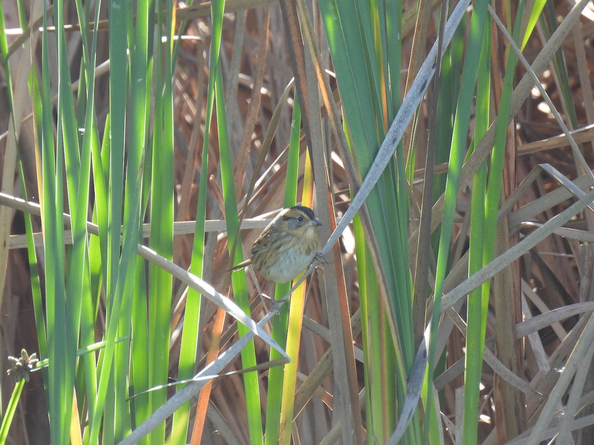 Nelson's Sparrow (Interior) - ML643239127