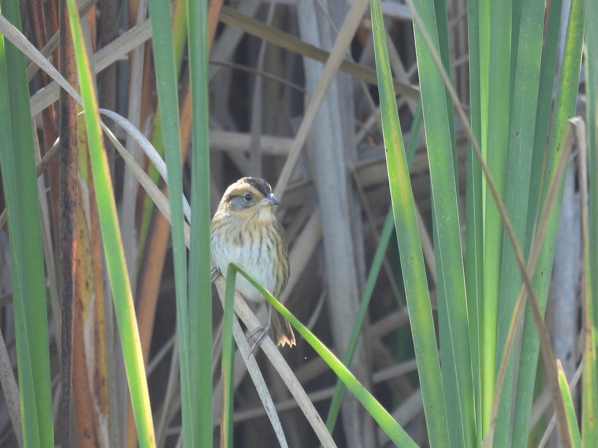 Nelson's Sparrow (Interior) - ML643239128