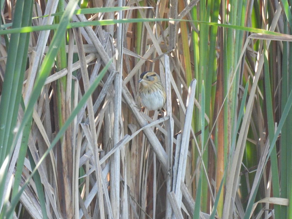 Nelson's Sparrow (Interior) - ML643239129