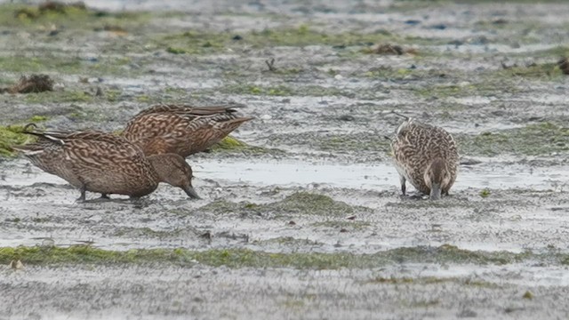 Green-winged Teal (Eurasian) - ML643239130