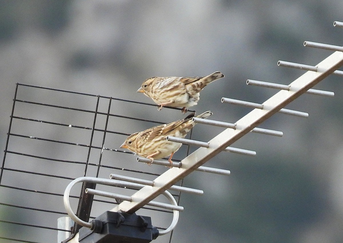 Rock Sparrow - ML643239153