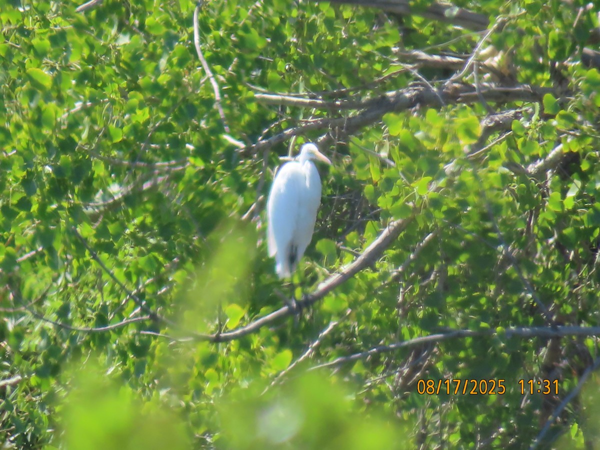 Great Egret - ML643239156