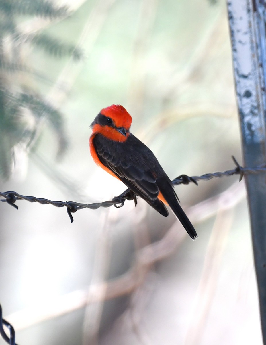Vermilion Flycatcher - ML643239176