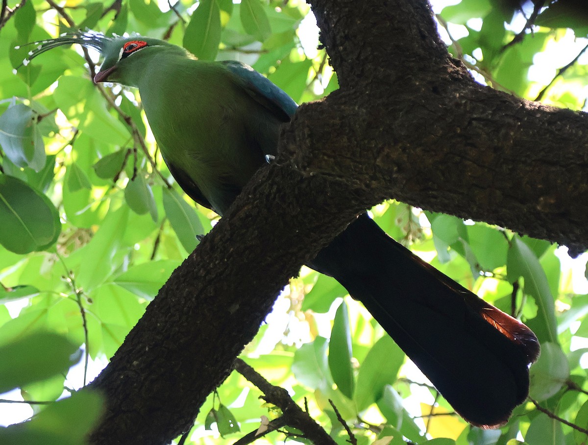 シャローエボシドリ - ML643239216