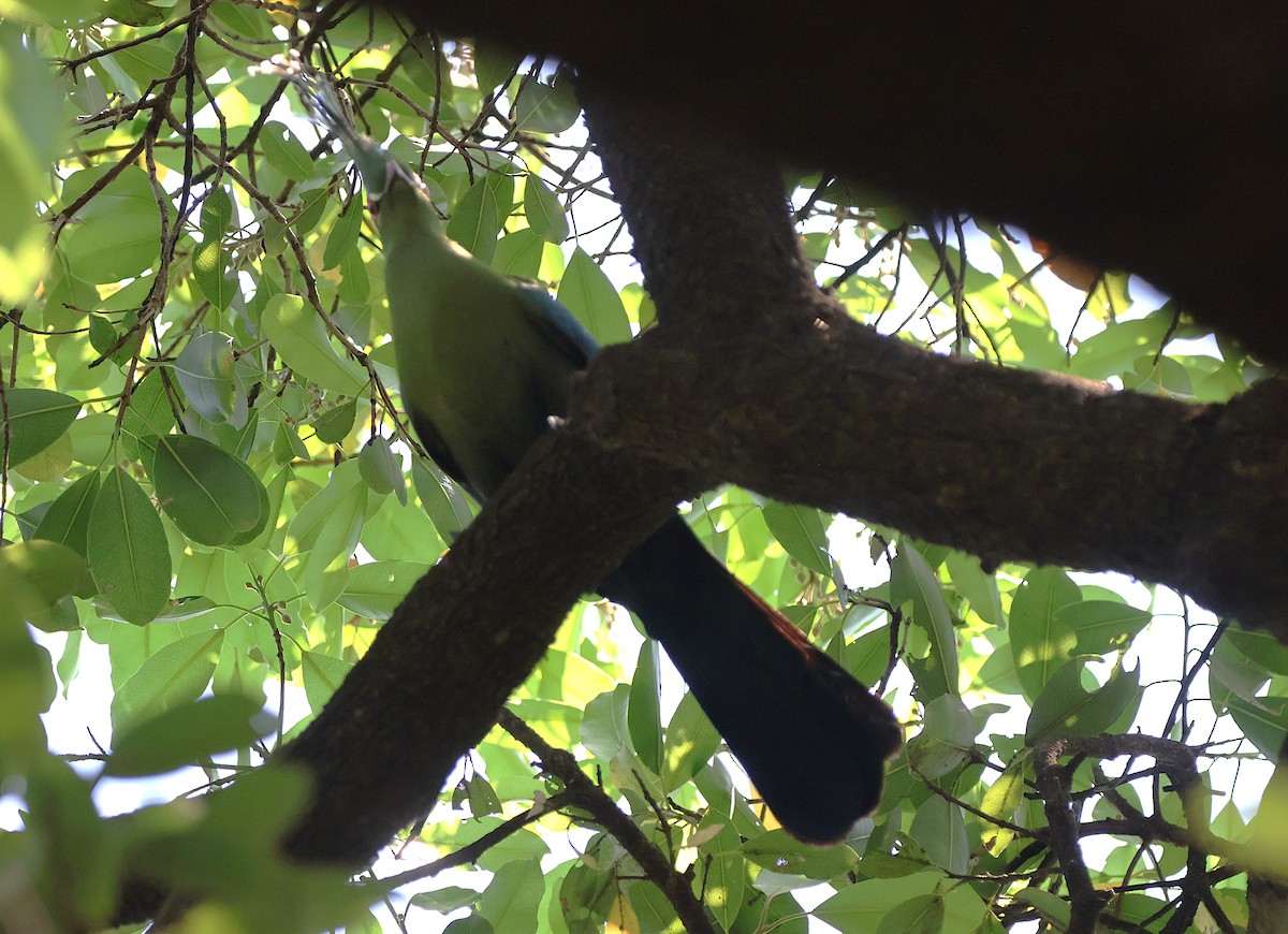 シャローエボシドリ - ML643239221