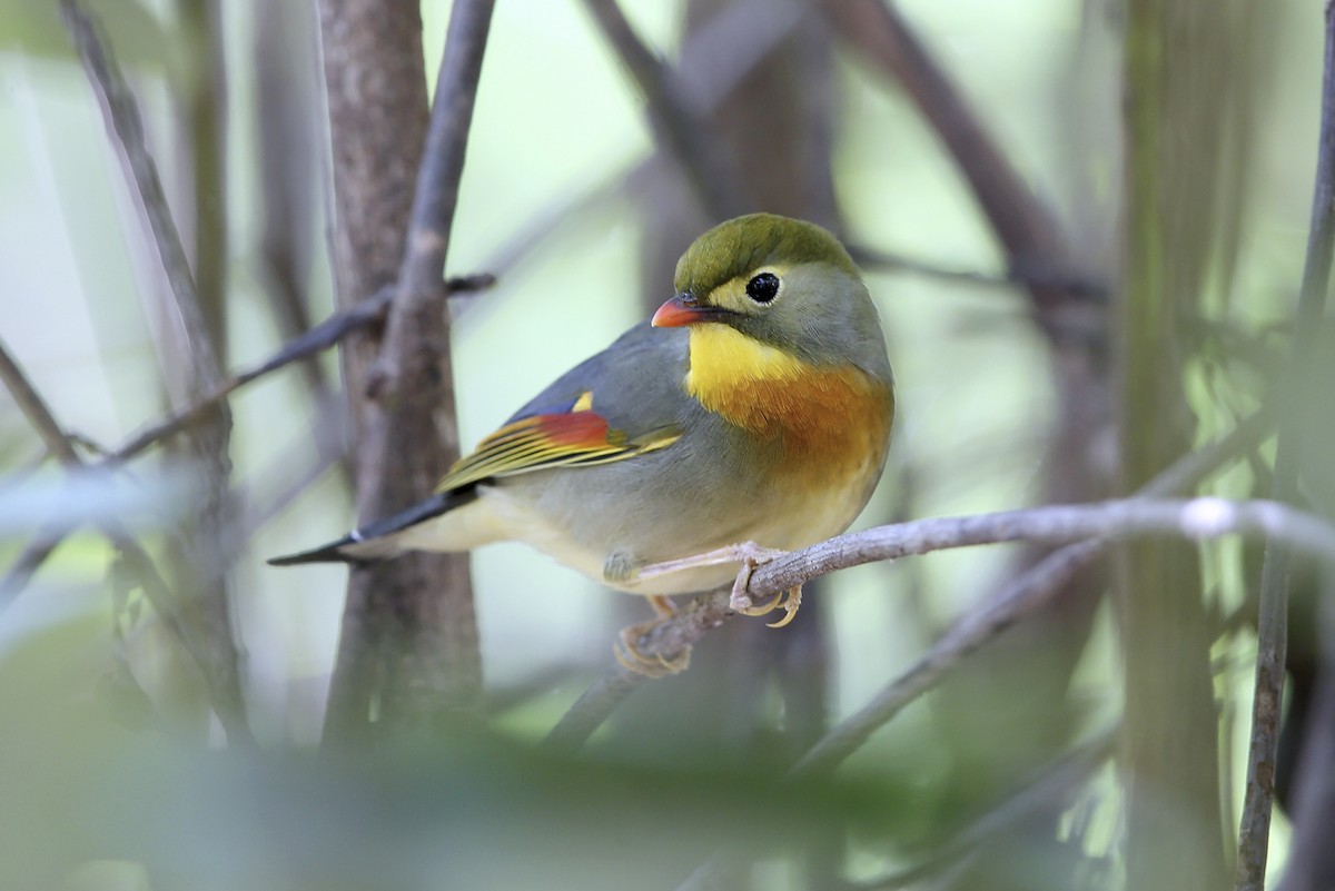 Red-billed Leiothrix - ML643239222