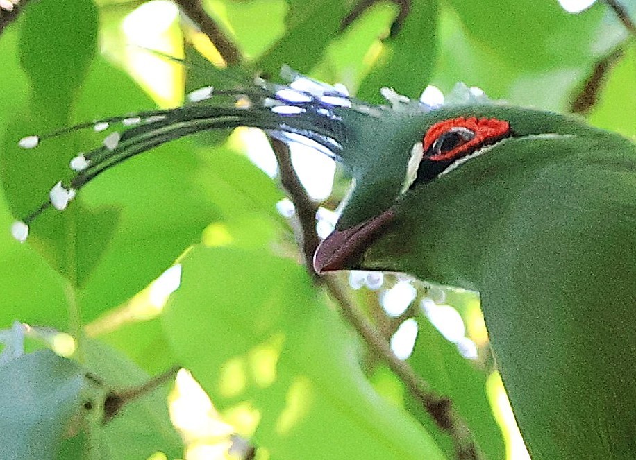 シャローエボシドリ - ML643239231