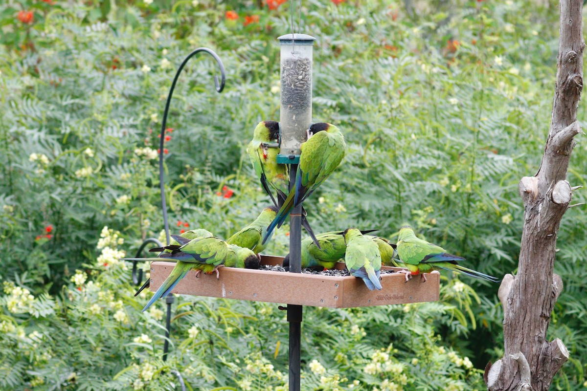 Nanday Parakeet - ML643239243