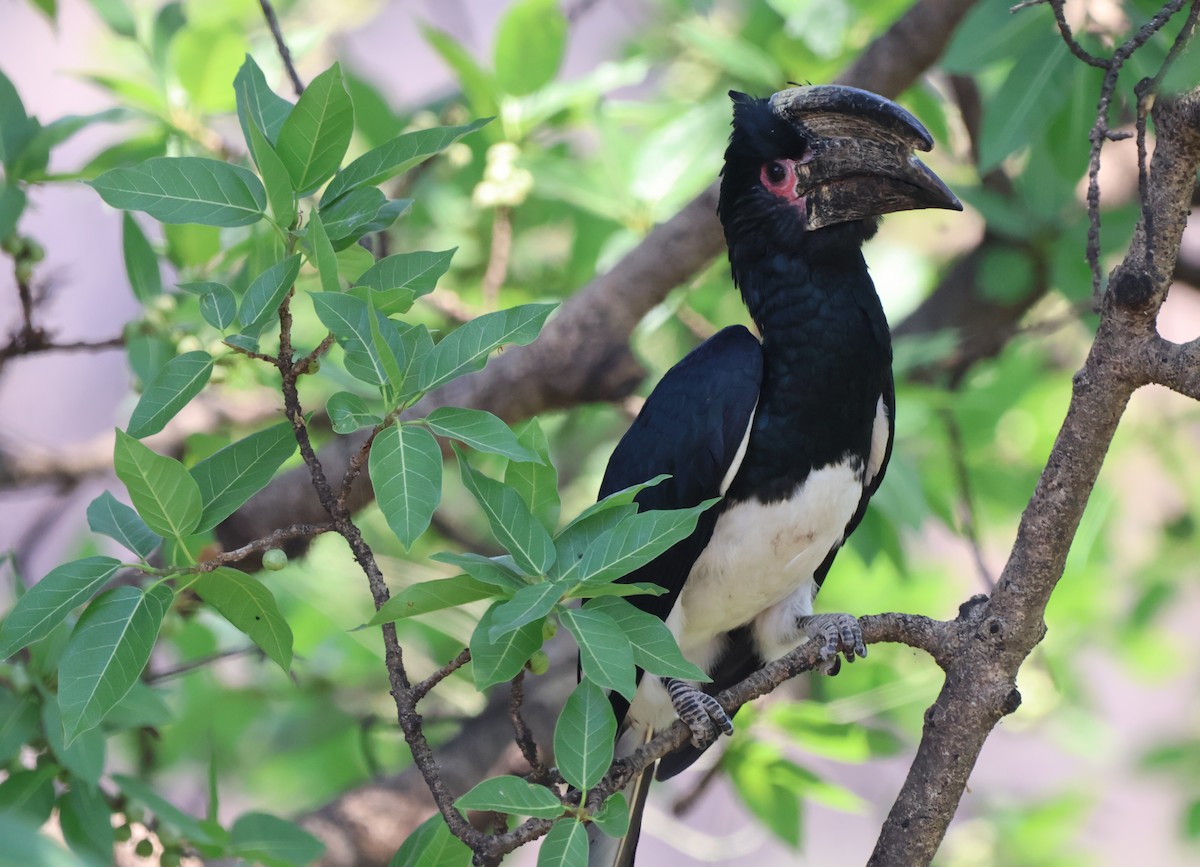 Trumpeter Hornbill - ML643239248